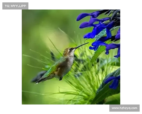蓝色妖姬:翻译中文的魅力之旅 蓝色妖姬:翻译中文的魅力之旅